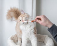 Un chat roux et blanc se fait brosser les dents par son maitre