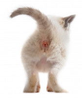 Arrière-train d'un chaton blanc