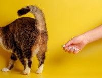 Un chat se fait appeler par son maître sur un fond jaune