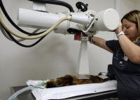 Un chat couché passe une radio