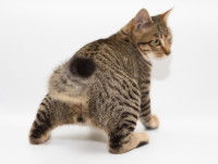 Gros chat pris de derrière