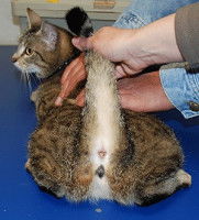 Examination du derrière d'un chat
