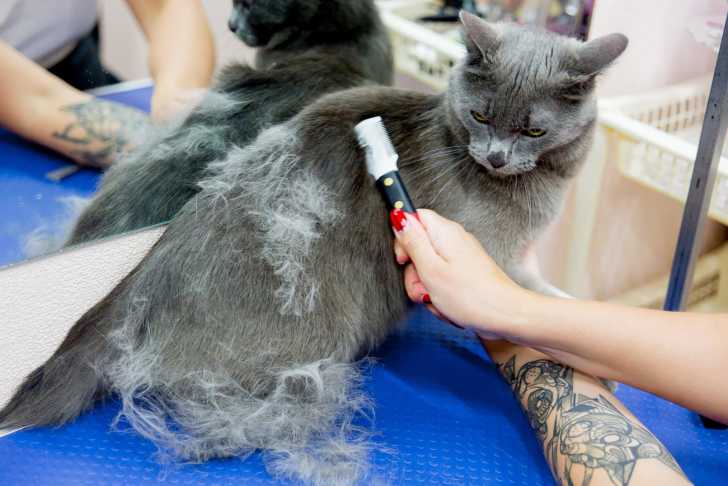 Faire Toiletter Son Chat Par Un Toiletteur