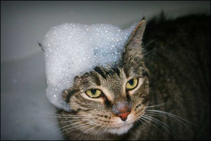 Laver Son Chat Faire Prendre Un Bain A Son Chat