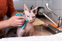 Une femme lave un chat Sphynx dans l'évier