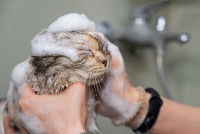 Une femme lave son chat avec du shampoing