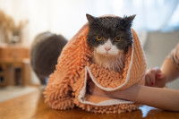 Une femme sèche son chat après la douche