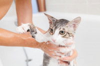 Une femme lave son chat