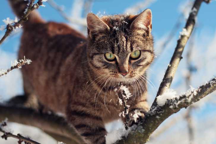 Les Coussinets Du Chat Blessures Maladies Et Entretien