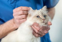 Un homme examine l'état des oreilles de son chat