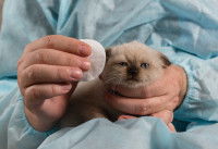 Une femme s'apprête à nettoyer les oreilles d'un chaton