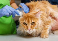 Un vétérinaire met une lotion dans l'oreille d'un Maine Coon roux