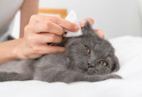 Une femme nettoie l'extérieur de l'oreille d'un Scottish Fold