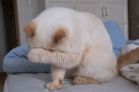 Gros chat blanc ce frottant les yeux