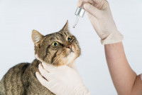 Un chat recevant du liquide physiologique dans les yeux