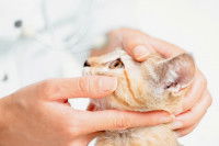 Un maitre inspecte les yeux de son chat