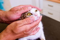 Un chat immobilisé par son maitre