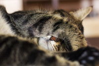 Un chat se cachant les yeux