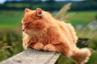 Beau chat roux couché sur une planche