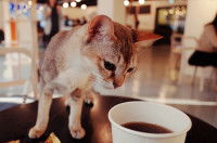 L'origine des cafés à chat