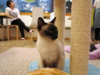 Les avantages et les inconvénients des cafés à chats