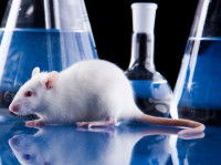 Un rat de laboratoire devant des fioles de produits