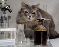 Un chat dans un laboratoire regarde des fioles et des produits chimiques