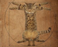 Une parodie de « L'Homme de Vitruve » de Léonard de Vinci avec un chat à la place d'un homme