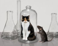 Un rat observe un chat prisonnier d'une cloche de verre dans un laboratoire