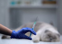 Une main tenant une seringue devant un chat allongé