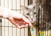 Un chat sort la tête de sa cage alors qu'une personne tend sa main vers lui