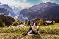 Un chat allongé sur l'herbe dans la vallée de Lauterbrunnen, en Suisse