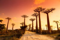 Une route entourée de baobabs à Madagascar