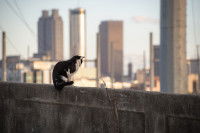 Un chat assis sur un muret à New York