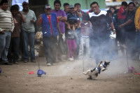 Le festival annuel de la viande de chat dans la ville de La Quebrada, au Pérou