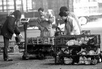 Des marchands vendant des chats qui sont dans des cages