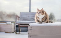 Un chat assis sur un bac à plantes, recouvert de neige, sur une terrasse