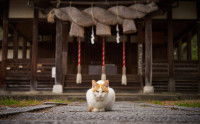 Un chat devantun sanctuaire shinto à Iyoshi, au Japon