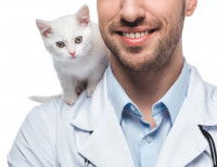 La sélection et la formation du chat médiateur