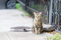 Un chat tabby dans la rue