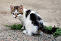 Un chaton errant dans la rue