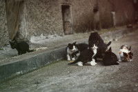Des chats abandonnés errent dans la rue