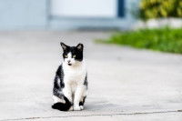 Un chat bicolore noir et blanc dans la rue