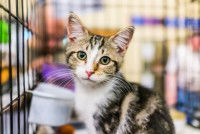 Un chaton dans une cage dans un refuge