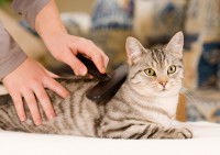 Une femme brosse le pelage de son chat tigré