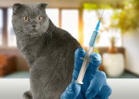 Un Scottish Fold gris observe un vétérinaire qui tient un vaccin dans la main