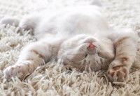 Un chat couché sur le dos sur une moquette confortable