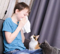 Un enfant allergique à son chat tricolore