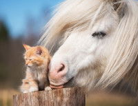 Un cheval blanc touchant un chat roux avec son museau