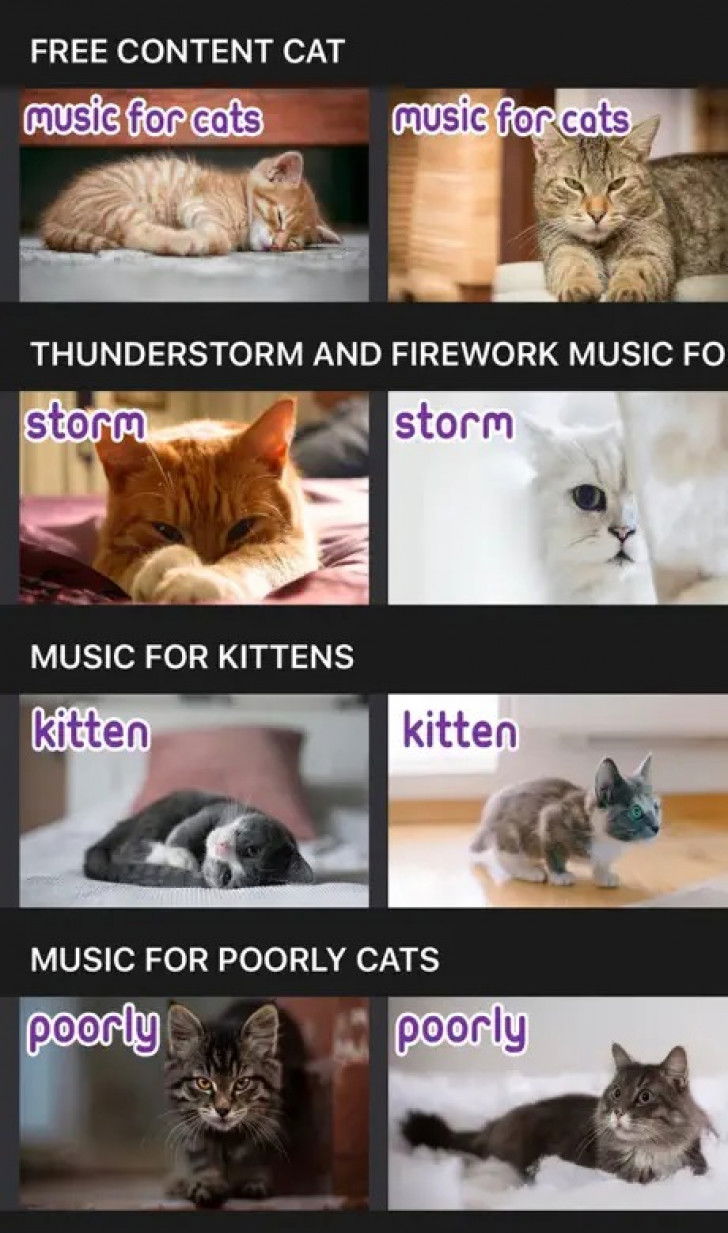 Une capture d'écran de l'application Relax my Cat montrant différentes musiques pour chat